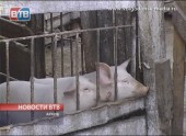 Ветеринары Волгодонска бьют тревогу