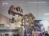 Назад на тысячи лет. В Волгодонск приехала коллекция Вятского палеонтологического музея