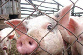 Африканская чума свиней вернулась