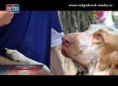 В Волгодонске состоялась выставка собак