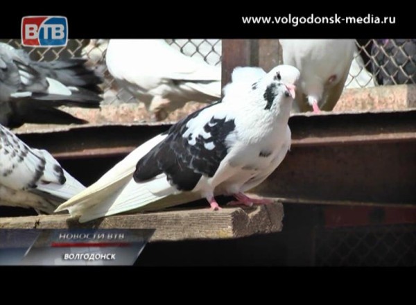 В Волгодонске планируют впервые провести ярмарку летных и декоративных голубей