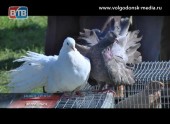 Волгодонске впервые прошла ярмарка декоративных и летных птиц