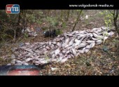 Браконьеры оставили килограммы рыбы тухнуть возле дороги