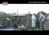 В Цимлянском районе в следствие падежа двух десятков свиней объявлен режим Чрезвычайной ситуации