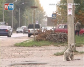 В Волгодонске началась стерилизация бездомных животных