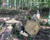 В Цимлянском районе накажут виновных в незаконной вырубке лесных насаждений
