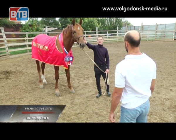 «Золотая лошадь» в Волгодонске