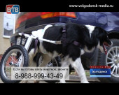 Единственный в Волгодонске пес-колясочник ищет дом