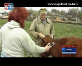 В Ростовской области стартовала весенняя диспансеризация животных