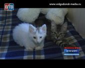 Сразу несколько брошенных и спасенных волонтерами Волгодонска котят ищут дом