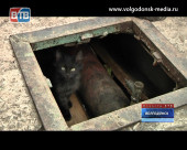 «В медсанчасти заживо муруют кошек» — крик о помощи зрительницы Новостей ВТВ