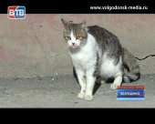 Домашние кошки, выброшенные на улицу нерадивыми хозяевами, ищут новый дом