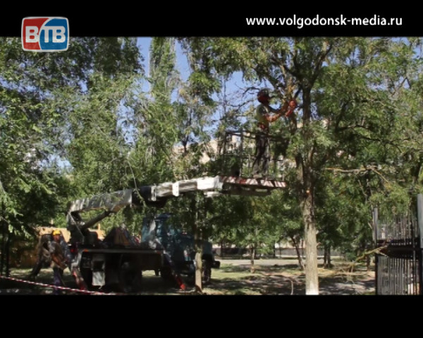 Волгодонск продолжают избавлять от деревьев