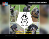 В Волгодонске вновь пройдет благотворительная акция в помощь животным