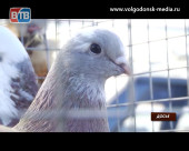 В эту субботу жители и гости Волгодонска смогут посетить выставку голубей