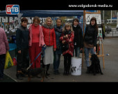 14 тысяч 372 рубля горожане пожертвовали на помощь бездомным животным Волгодонска