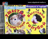 В Волгодонске работает контактная выставка 30 пород кроликов