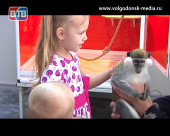 В Волгодонске открылась выставка под названием «Планета обезьян»