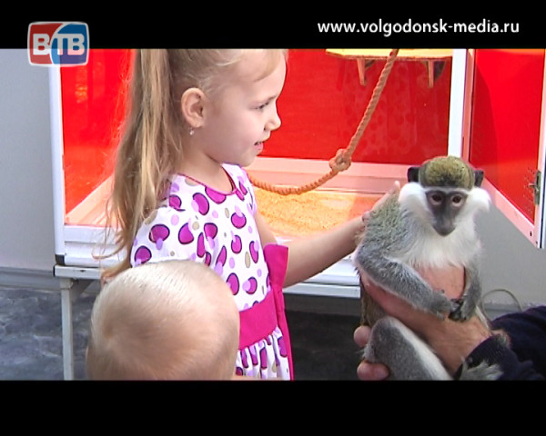 В Волгодонске открылась выставка под названием «Планета обезьян»