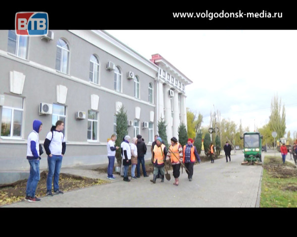 13 молодых голубых елей посадили возле Администрации Волгодонска