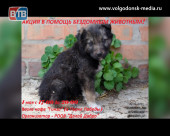 1 мая в Волгодонске пройдёт благотворительная акция по сбору помощи бездомным животным