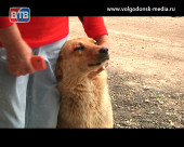 Расправа вместо сострадания. На территории садоводств Волгодонска  происходят массовые отравления собак