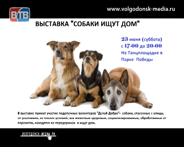 В Волгодонске состоится выставка «Собаки ищут дом»