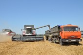 На Дону собрано около восьми миллионов тонн зерна нового урожая
