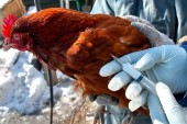 На птицефабрике обнаружили птичий грипп
