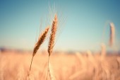 Первая партия нового урожая донской пшеницы отправилась в Кению