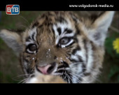Михаил Зарецкий, родившийся в Волгодонске, стал «воспитателем тигров»