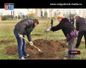 В Волгодонске станет на 2000 больше деревьев и кустарников