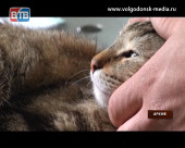 29 ноября в Волгодонске пройдет льготная стерилизация кошек и собак