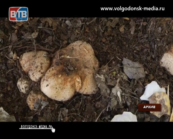 В Ростовской области зарегистрированы несколько случаев отравлений дикорастущими грибами