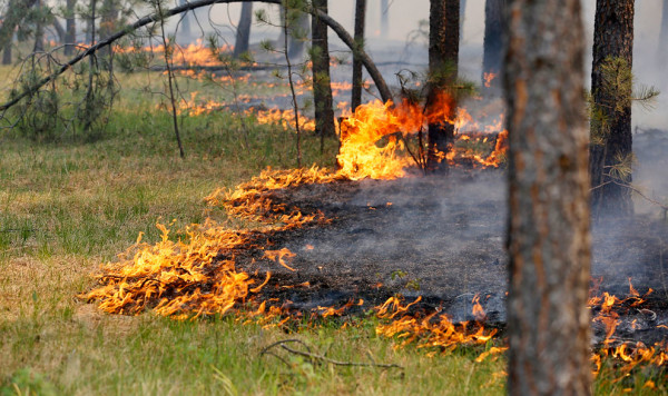 С 10 июня в Ростовской области запрещено посещать леса из-за высокой пожароопасности