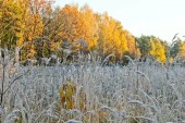 Заморозки до -5 градусов ожидаются в Ростовской области