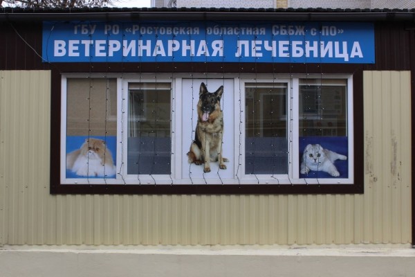 В Ростовской области пройдет очередной день льготной стерилизации животных-компаньонов