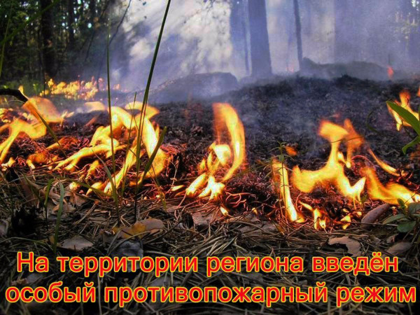 Особый противопожарный режим установили в Ростовской области