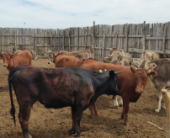 В Ростовской области бруцеллез выявили у девяти коров