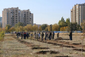16 октября в Волгодонске пройдет осенний День древонасаждений