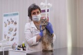 В Ростовской области акцию по льготной стерилизации собак и кошек продлили еще на год
