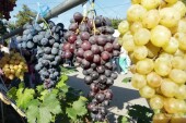 В Цимлянском районе пройдет фестиваль вина «Цимлянская лоза»