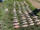 В Ростовской области браконьеры наловили рыбы на 200 тысяч рублей