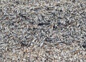 В Ростовской области выясняют причины массовой гибели рыбы в Цимлянском водохранилище
