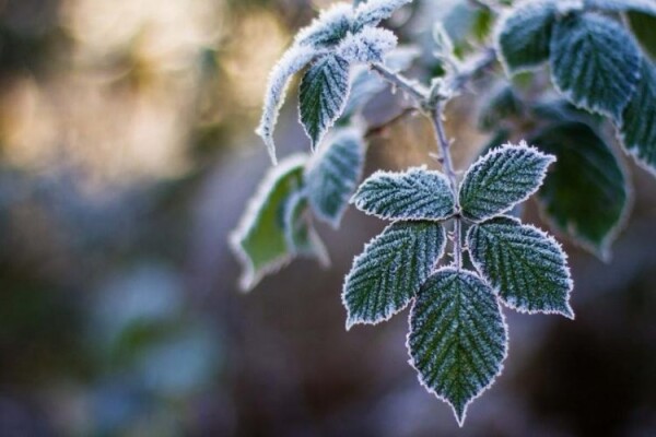 В МЧС предупредили о заморозках до — 1 градуса в Ростовской области