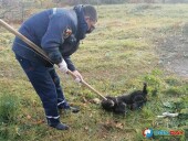 В Цимлянске спасли собаку, провалившуюся в четырехметровый люк