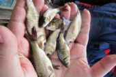 В Цимлянское водохранилище в рамках компенсационных мероприятий выпущено более 750 тысяч мальков рыбы