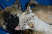 В РФ построят сотни приютов для бездомных собак и кошек