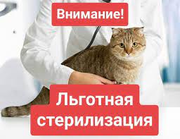 День льготной стерилизации животных пройдет в Волгодонске 31 марта