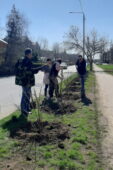 Около 700 деревьев и кустарников высажено в Волгодонске в День весеннего древонасаждения